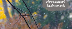 Novemberi kedvencek