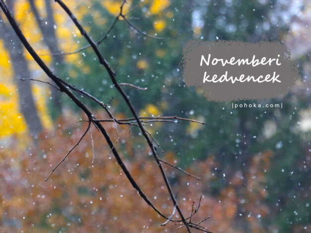 Novemberi kedvencek